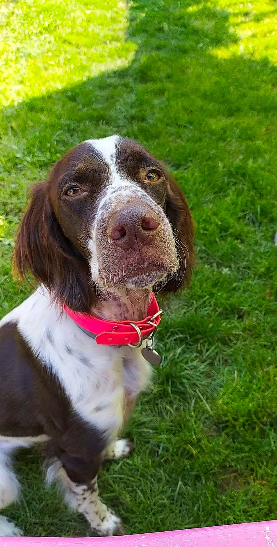 Osca participe au concours pour gagner de l'argent avec cette photo : canidae, carnivore, companion_dog, dog, dog_breed, drentse_patrijshond, english_springer_spaniel, french_spaniel, german_longhaired_pointer, german_spaniel, hunting_dog, mammal, picardy_spaniel, pointing_breed, rare_breed_dog, small_munsterlander, spaniel, sporting_group, vertebrate, welsh_springer_spaniel