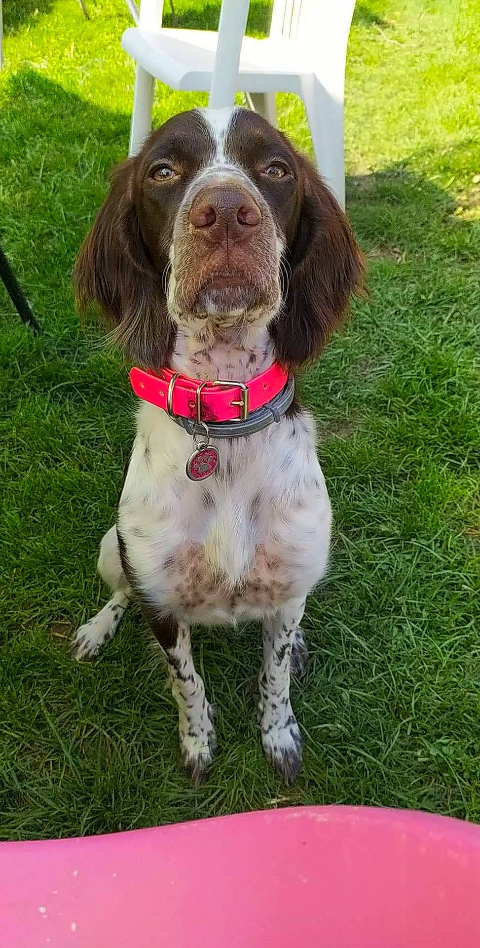 Osca a rejoint le concours — aidez-le/la à gagner de superbes lots ! blue_picardy_spaniel, canidae, carnivore, cocker_spaniel, companion_dog, dog, dog_breed, french_spaniel, german_longhaired_pointer, german_spaniel, hunting_dog, large_munsterlander, liver, mammal, picardy_spaniel, rare_breed_dog, small_munsterlander, spaniel, sporting_group, vertebrate