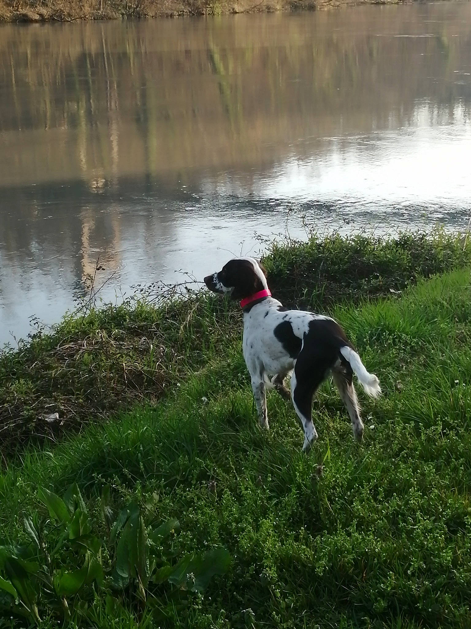 Osca a rejoint le concours — aidez-le/la à gagner de superbes lots ! braque_dauvergne, canidae, carnivore, dog, dog_breed, gun_dog, hunting_dog, mammal, old_danish_pointer, pointer, pointing_breed, sporting_group, stabyhoun, vertebrate