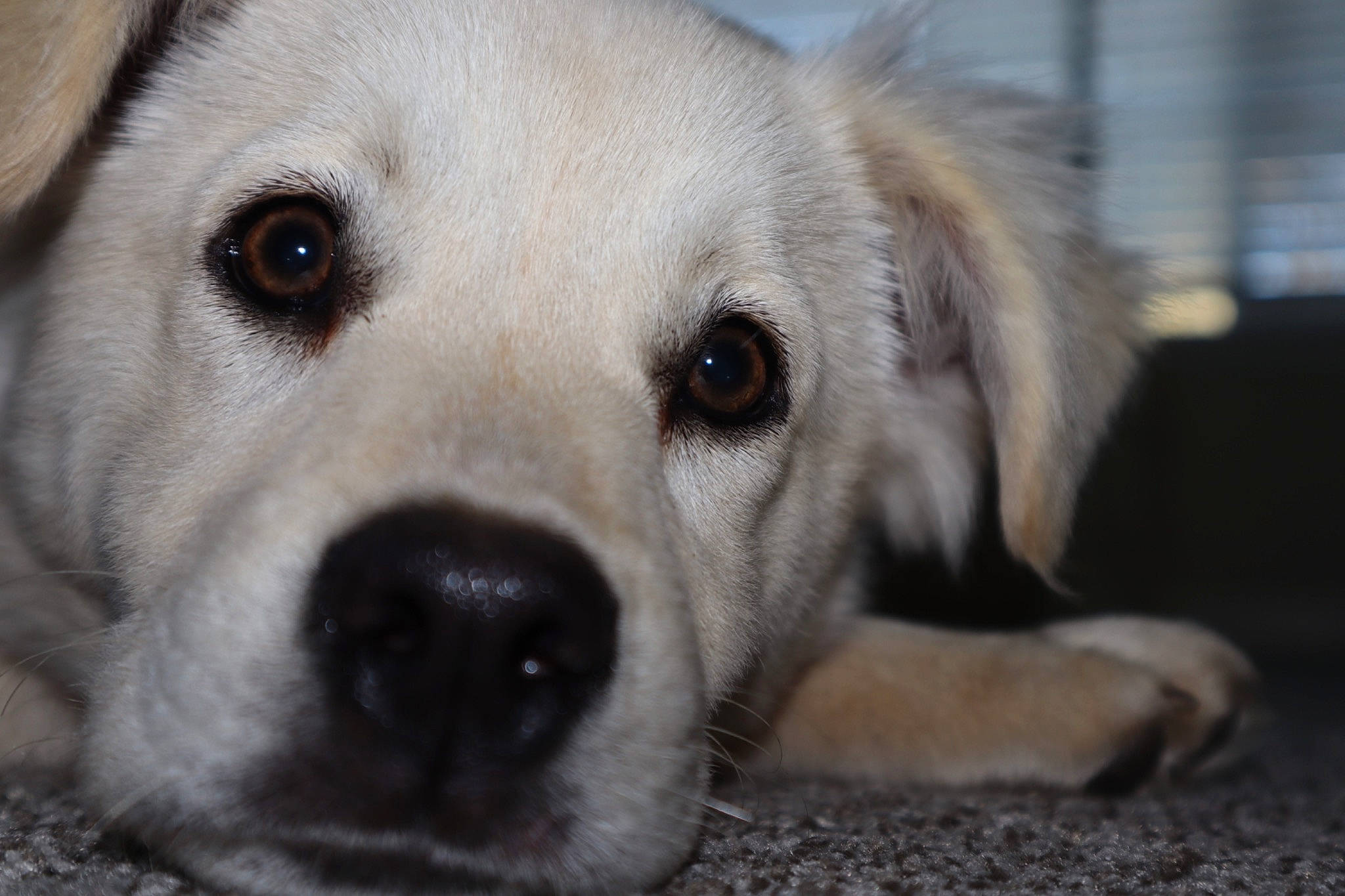 Milie joined the competition — help win amazing prizes! akbash_dog, canidae, carnivore, close_up, companion_dog, dog, dog_breed, eye, fawn, labrador_retriever, mammal, nose, photography, puppy, retriever, snout, sporting_group, street_dog, vertebrate, whiskers