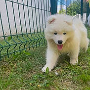 Aimy participe au concours pour gagner de l'argent avec cette photo : puppy, dog, grass, outdoor, pet, white, fur, animal, tongue, cute, playful, fence, sunny, nature, young, canine, walk, garden, adorable, happy