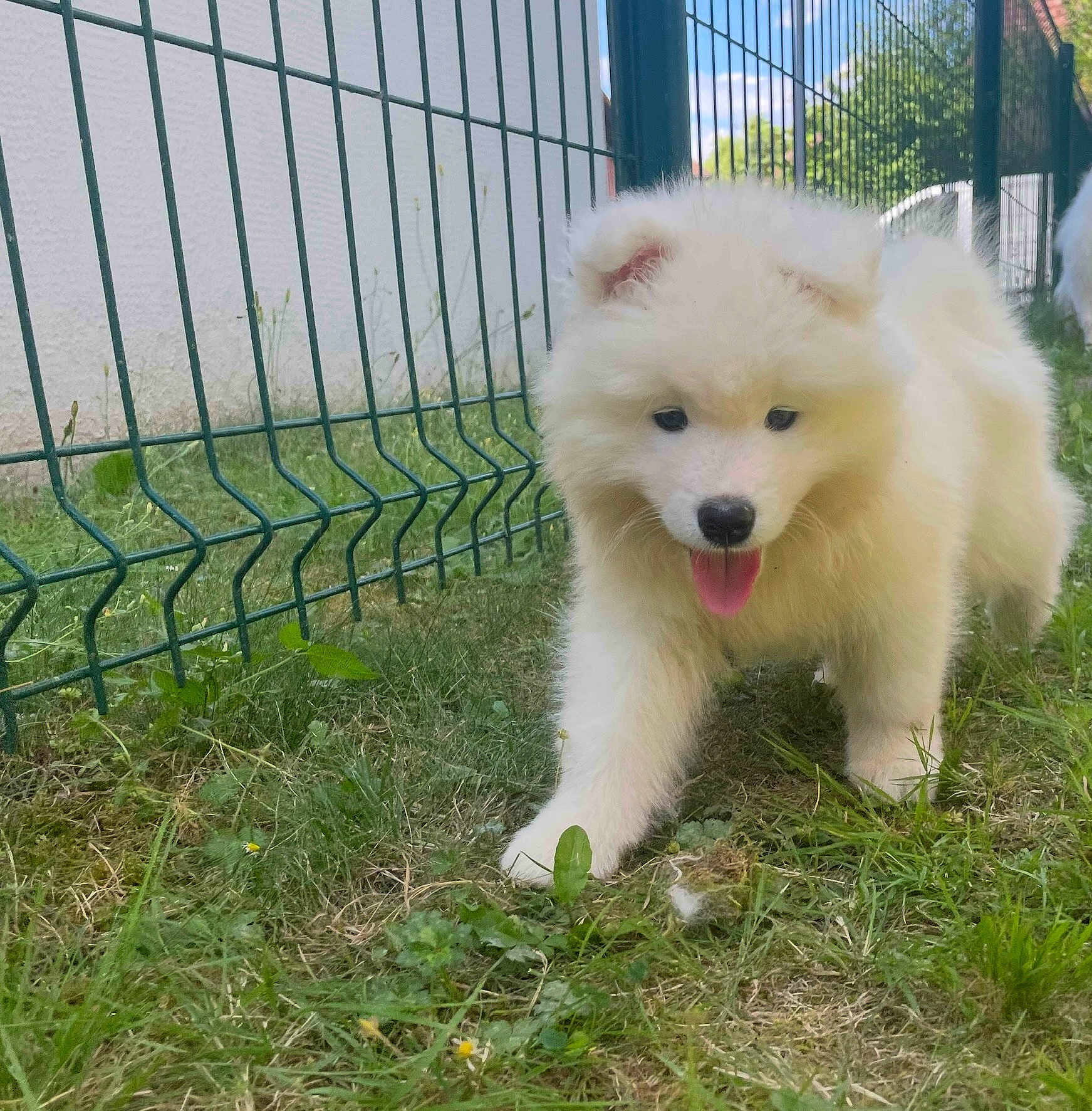 Aimy participe au concours pour gagner de l'argent avec cette photo : puppy, dog, grass, outdoor, pet, white, fur, animal, tongue, cute, playful, fence, sunny, nature, young, canine, walk, garden, adorable, happy