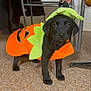 Scrumpy is registered to the contest to win money with this photo: animal, black_dog, collar, costume, cute, dog, domestic_animal, festive, floor, green, hand, indoor, looking_at_camera, orange, pet, pumpkin_costume, puppy, small_dog, tile_floor, young_dog