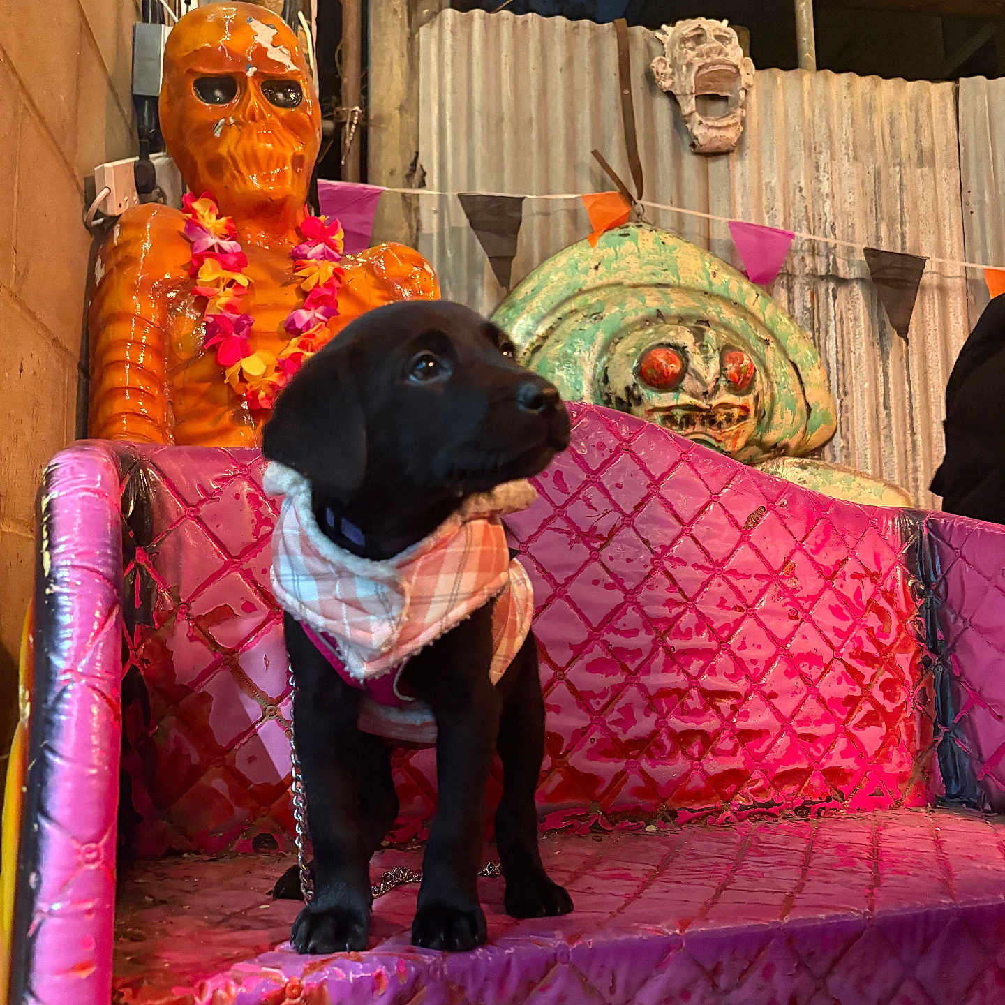 Scrumpy joined the competition — help win amazing prizes! animal, bench, black_dog, bunting, colorful_bunting, curious, decor, dog, fence, metal_fence, night, orange_statue, outdoor, pet, pink_bench, plaid_scarf, puppy, quilted_texture, statue, string_lights