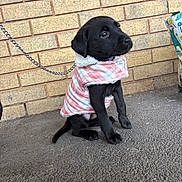 Scrumpy is registered to the contest to win money with this photo: animal, black_dog, brick_wall, canine, chain_leash, coat, curious, dog, domestic_animal, jacket, leash, outdoor, pavement, pet, pink_jacket, puppy, side_profile, sitting, small_dog, young_dog