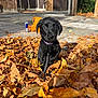 Scrumpy joined the competition — help win amazing prizes! autumn, background, bag, black_dog, chain, collar, curious, daytime, dog, fall_leaves, leaves, nature, outdoor, pavement, pet, puppy, red_bull_can, shadow, sunlight, young_dog