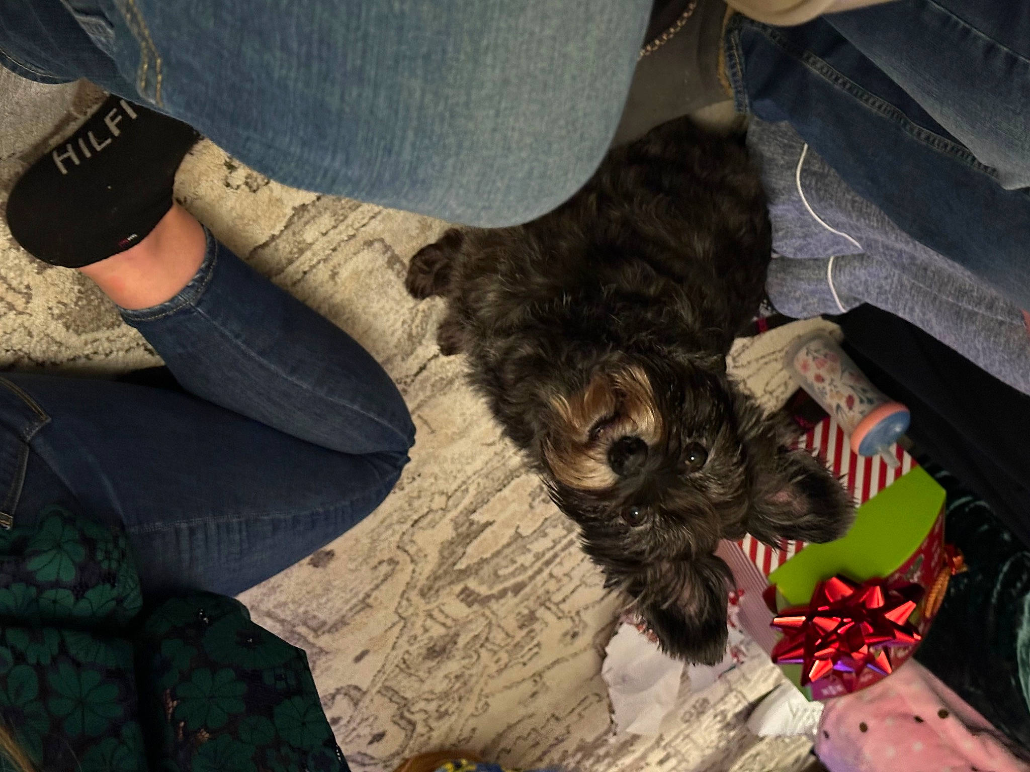 Stanley joined the competition — help win amazing prizes! canidae, carnivore, claw, companion_dog, denim, dog, dog_breed, flesh, flooring, fun, fur, grass, human_leg, soil, sporting_group, tail, tree