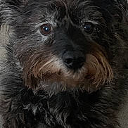 Stanley is registered to the contest to win money with this photo: animal, black_dog, brown_fur, canine, closeup, companion, couch, cute, dog, domestic, ears, eyes, fluffy, fur, indoor, laying, pet, portrait, relaxed, snout