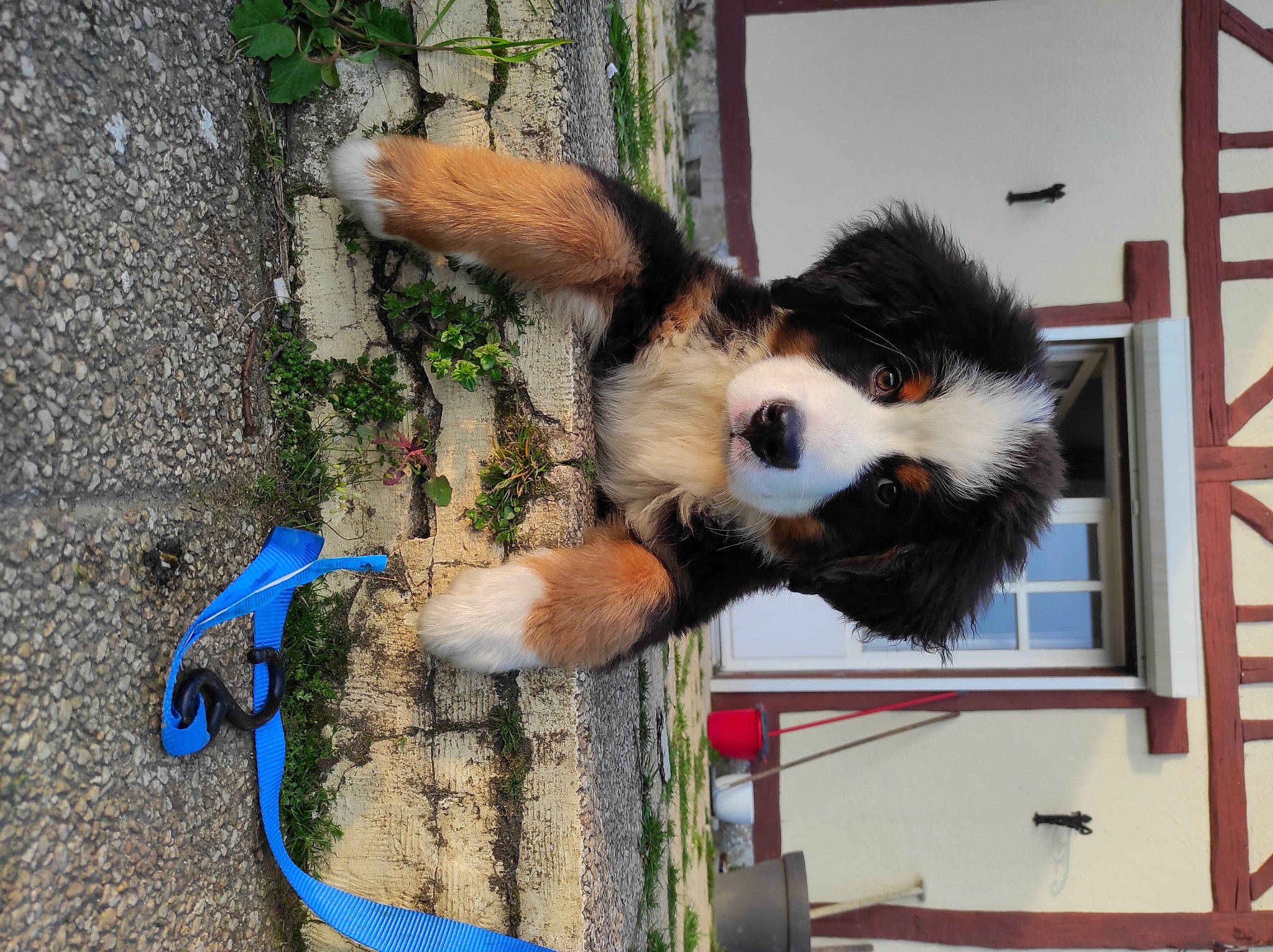 Flocky a rejoint le concours — aidez-le/la à gagner de superbes lots ! art, canidae, carnivore, collar, companion_dog, dog_breed, dog_supply, electric_blue, fur, grass, leash, pet_supply, plant, snout, sporting_group, tail, terrestrial_animal, tree, window