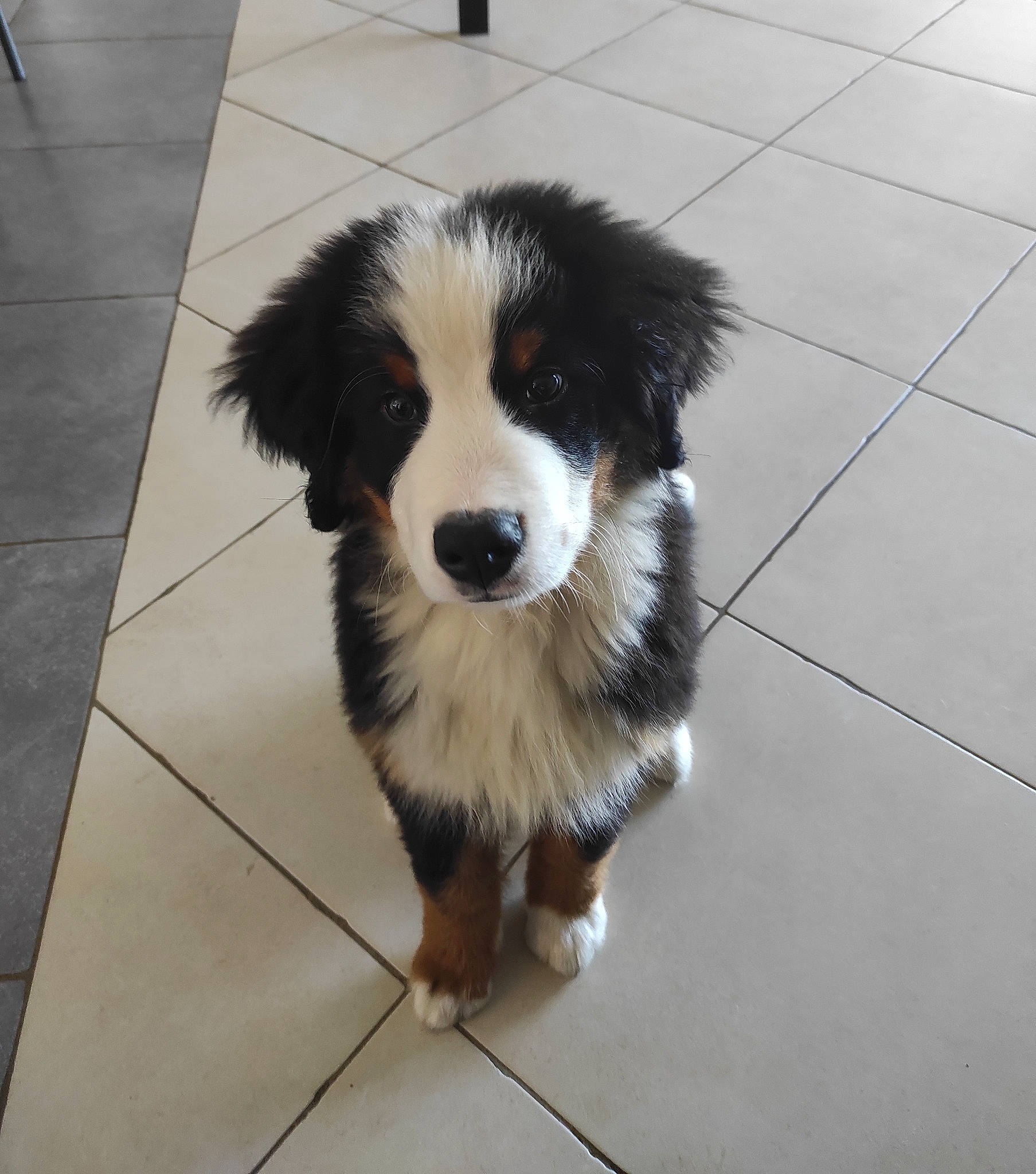 Flocky a rejoint le concours — aidez-le/la à gagner de superbes lots ! canidae, carnivore, companion_dog, dog, dog_breed, flooring, fur, hardwood, herding_dog, paw, snout, sporting_group, terrestrial_animal, tile_flooring, toy_dog, whiskers, working_animal, working_dog