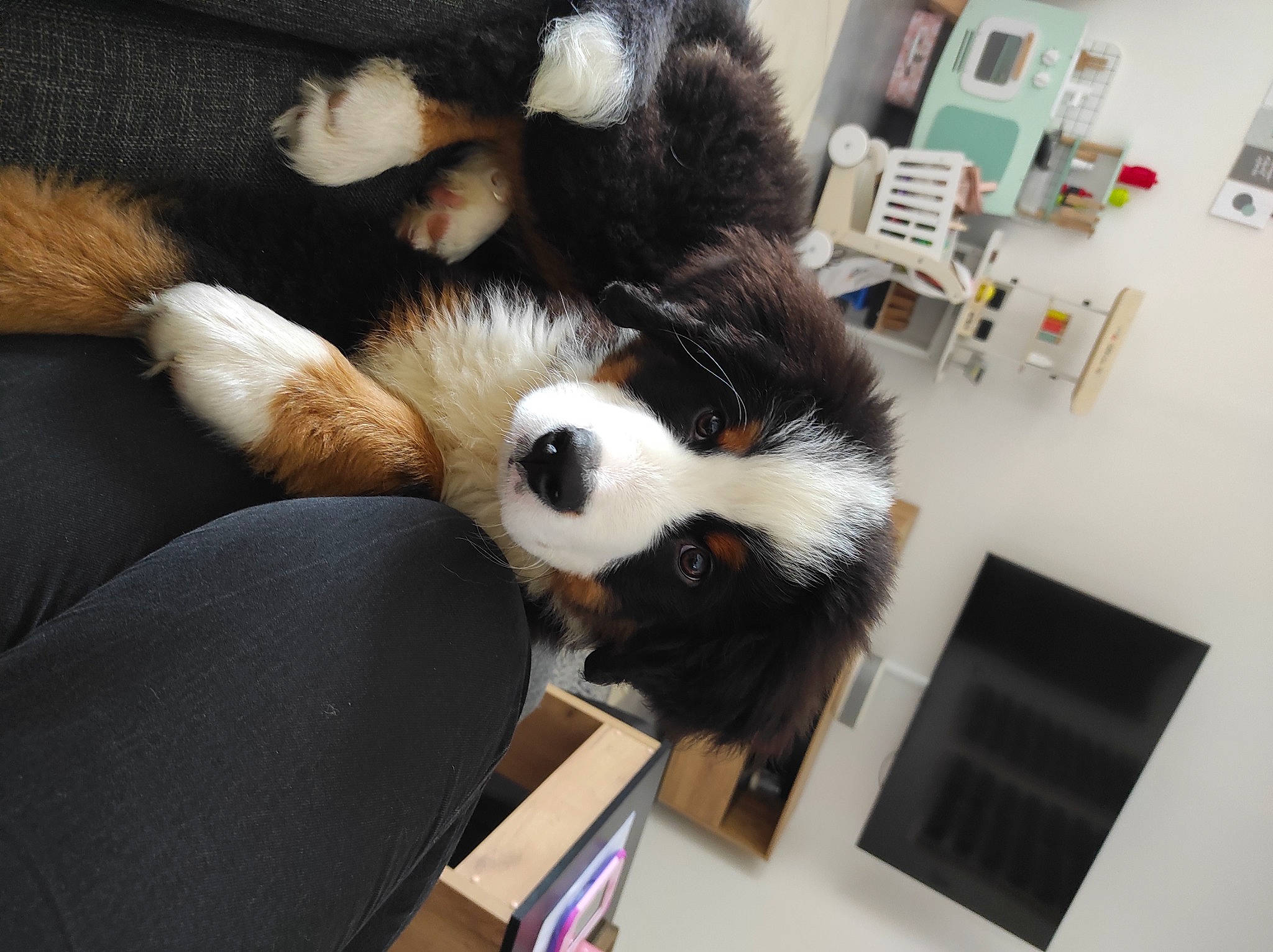 Flocky a rejoint le concours — aidez-le/la à gagner de superbes lots ! canidae, carnivore, claw, comfort, companion_dog, dog_breed, felidae, fur, natural_material, panda, room, small_to_medium_sized_cats, sporting_group, terrestrial_animal, whiskers