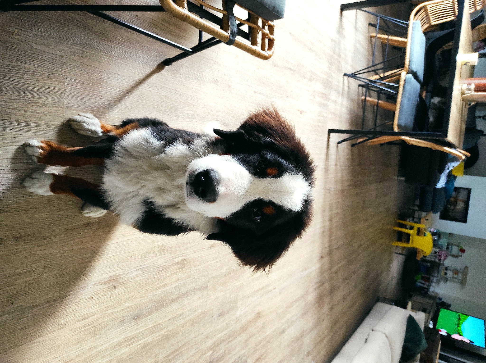 Flocky a rejoint le concours — aidez-le/la à gagner de superbes lots ! art, automotive_design, carnivore, companion_dog, dog_breed, felidae, flooring, fur, hardwood, machine, paw, room, shelf, shelving, small_to_medium_sized_cats, snout, tail, whiskers, wood, working_animal