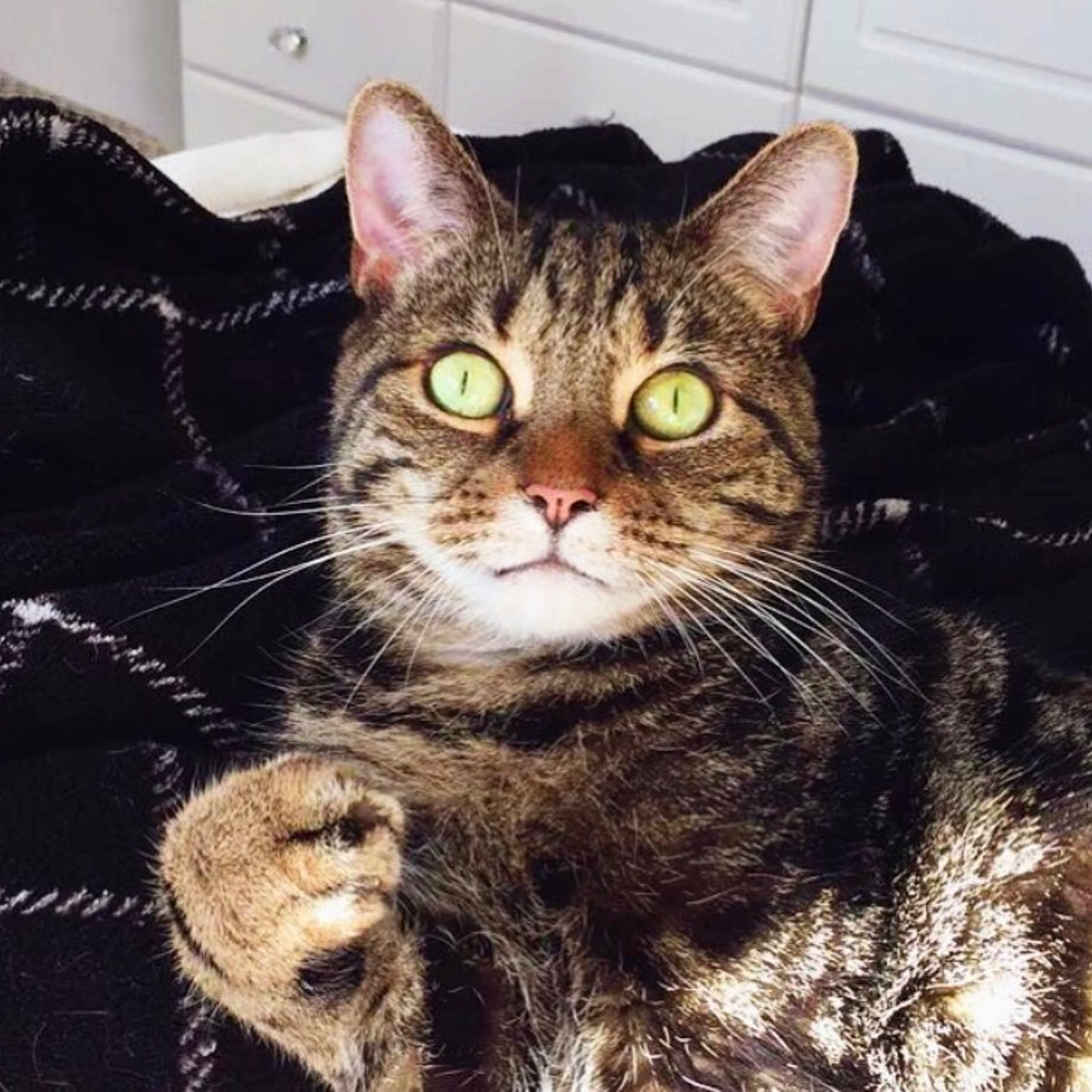 Tiger joined the competition — help win amazing prizes!