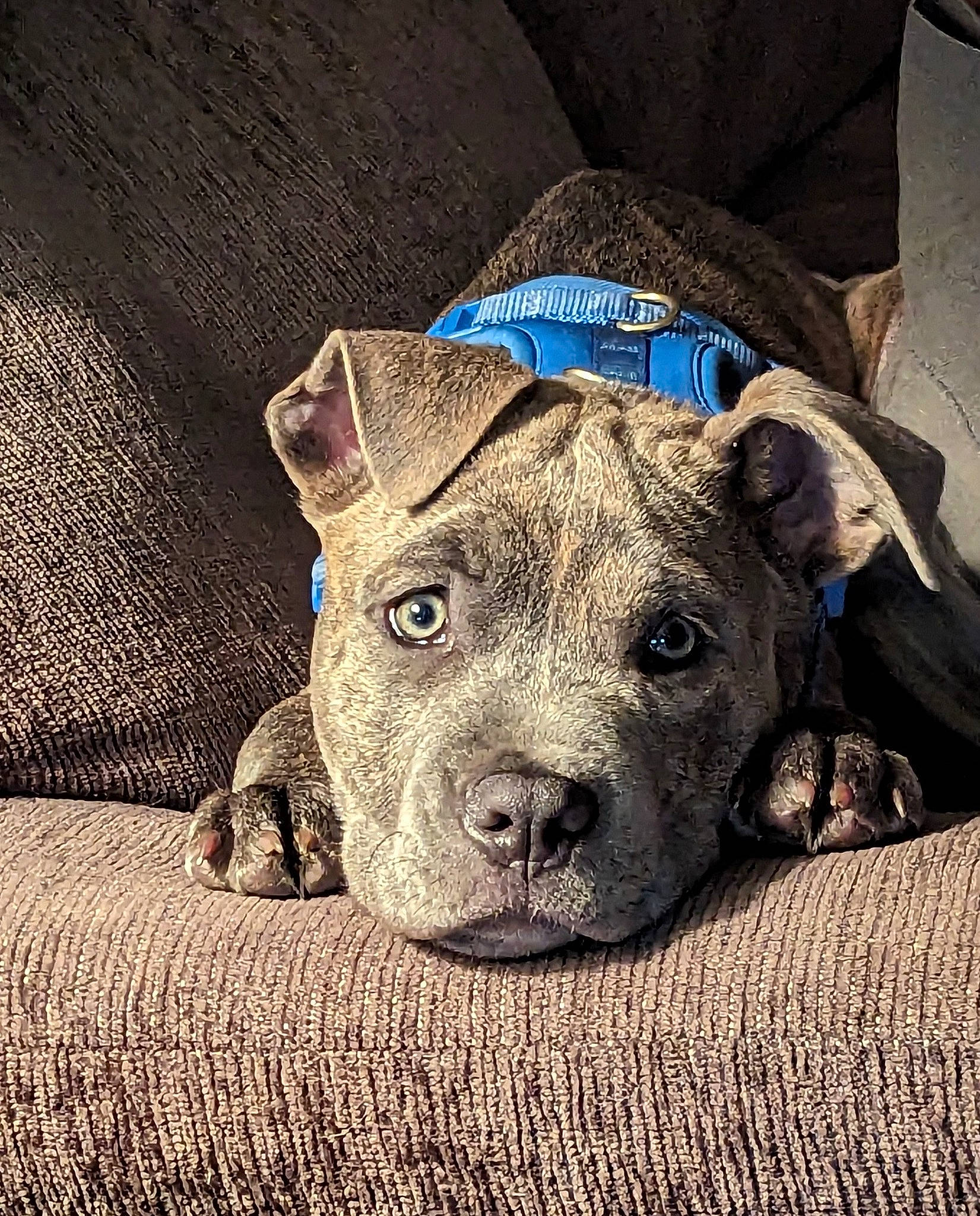 Thor joined the competition — help win amazing prizes! bag, canidae, carnivore, companion_dog, dog, dog_breed, dog_collar, fawn, fur, guard_dog, leash, liver, luggage_and_bags, non_sporting_group, personal_protective_equipment, snout, sporting_group, terrestrial_animal, whiskers, working_animal