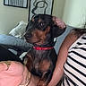 animal, black_and_brown, collar, couch, doberman, dog, ear_scratch, hand, indoor, lap, living_room, metal_bowl, person, pet, petting, pillows, portrait, red_collar, sitting, wall_art