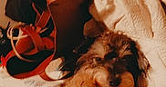 Harley Davidson is registered to the contest to win money with this photo: dog, puppy, pet, small_dog, brown_fur, fluffy, shaggy, lying_down, bed, bedspread, floral_pattern, hand, petting, shoes, clothing, bedroom, indoor, cozy, warm_lighting, vintage_filter