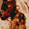 dog, puppy, pet, small_dog, brown_fur, fluffy, shaggy, lying_down, bed, bedspread, floral_pattern, hand, petting, shoes, clothing, bedroom, indoor, cozy, warm_lighting, vintage_filter