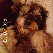 Harley Davidson is registered to the contest to win money with this photo: dog, small_dog, shaggy_dog, brown_fur, fluffy, pet, animal, lying_down, bed, bedding, indoor, portrait, close_up, looking_at_camera, dark_lighting, warm_tones, cozy, sleepy, date_stamp, vertical_photo