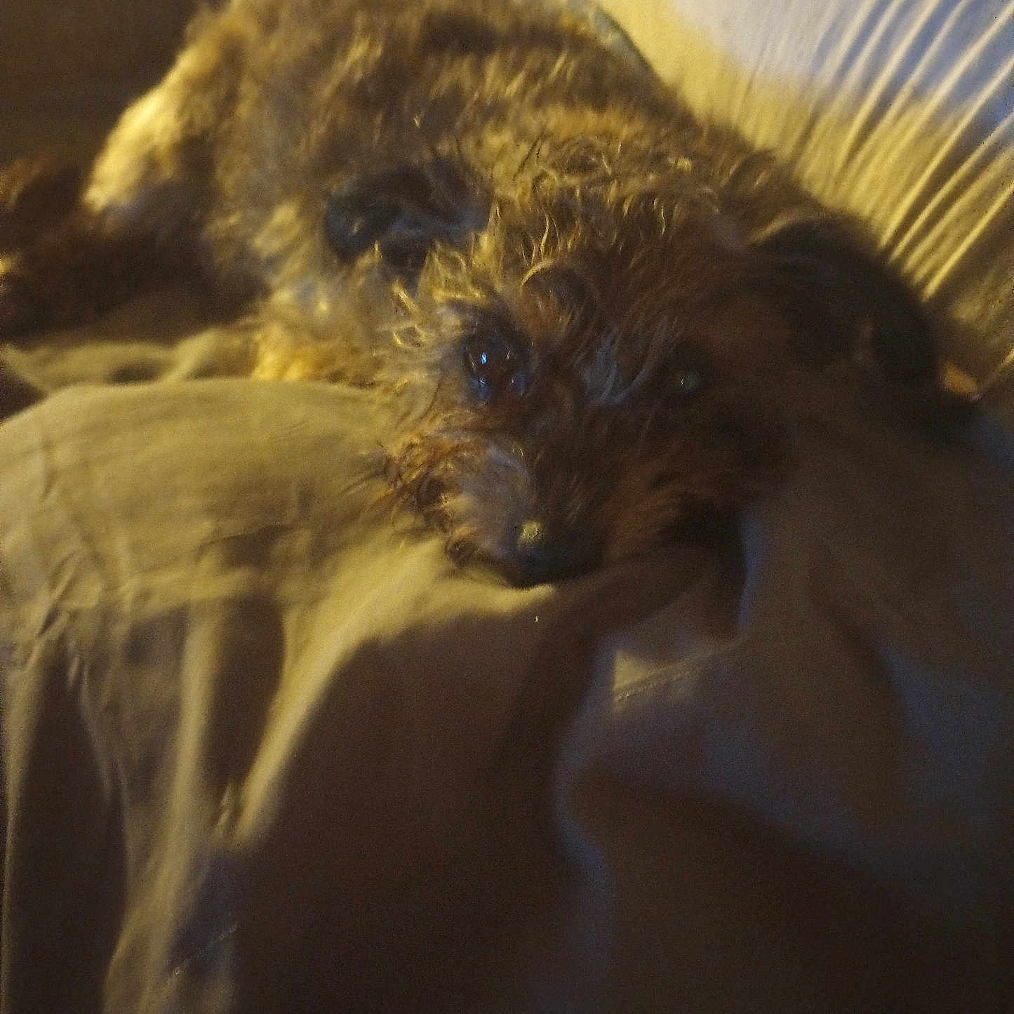 Shaggy Scott is registered to the contest to win money with this photo: animal, blanket, brown, canine, comfort, couch, cozy, curly_fur, dog, fur, furniture, home, indoor, laying_down, pet, quiet, relaxing, resting, sleepy, soft_lighting