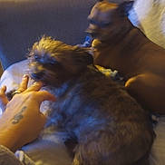 Shaggy Doodle is registered to the contest to win money with this photo: animal, blanket, brown_dog, companion, couch, cozy, dog, domestic, fur, furry, hand, indoor, interaction, paw, pet, playing, relaxing, resting, small_dog, tattoo