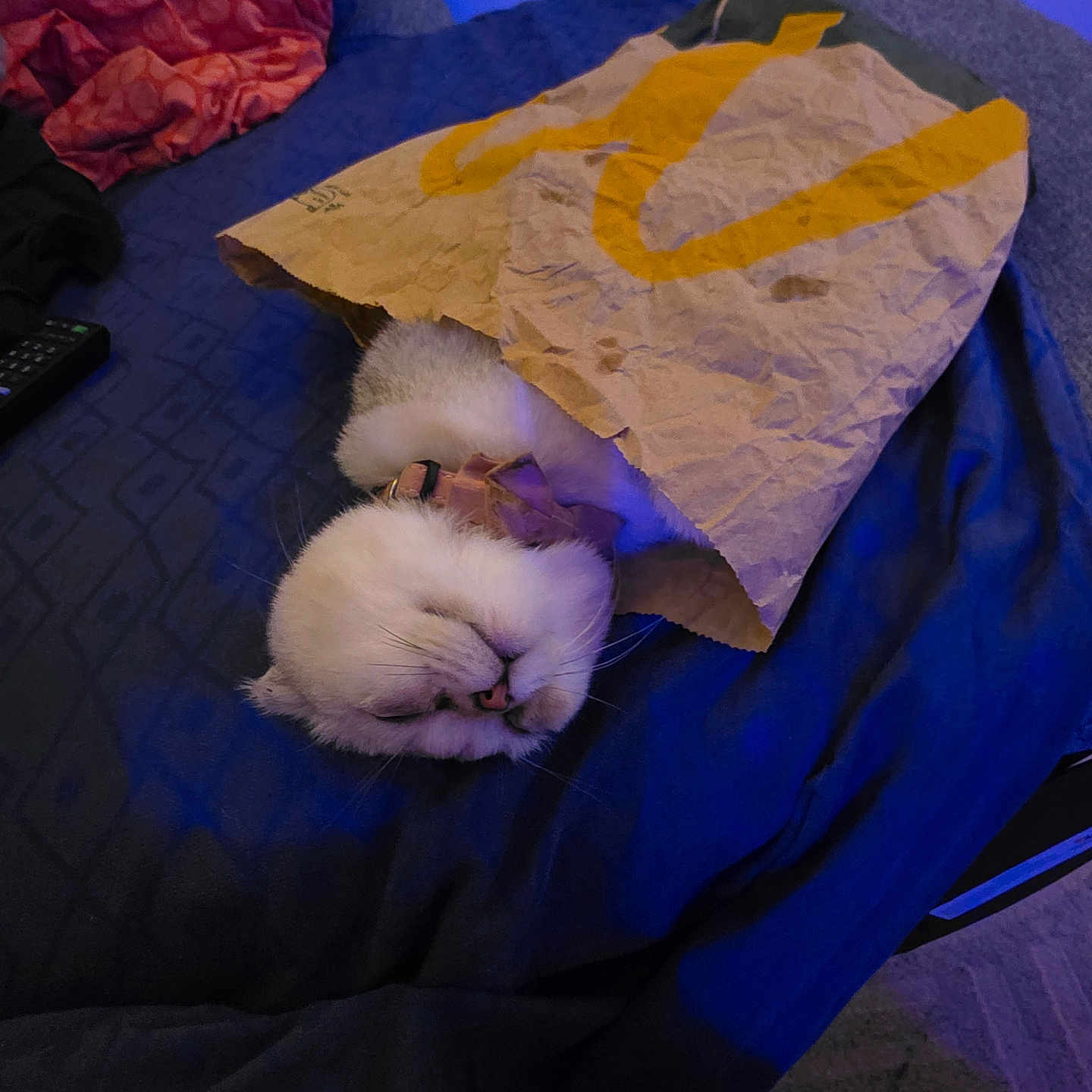 Ella participe au concours pour gagner de l'argent avec cette photo : cat, sleeping, paper_bag, bed, blanket, blue, red, fur, cozy, indoor, pet, whiskers, relaxed, collar, domestic_animal, feline, resting, cute, soft, napping