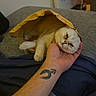 cat, paper_bag, hand, tattoo, bed, blanket, indoor, relaxed, pet, cute, feline, resting, cozy, animal, domestic, fur, face, paw, comfort, casual
