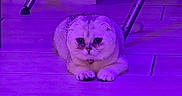 Ella participe au concours pour gagner de l'argent avec cette photo : cat, animal, pet, indoor, floor, tile, purple_light, furniture, chair_legs, small_cat, cute, fluffy, wide_eyes, resting, domestic_animal, mammal, feline, looking, quiet, calm