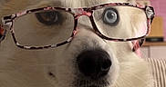 Neige a rejoint le concours — aidez-le/la à gagner de superbes lots ! animal, black_eye, blue_eye, cute, dog, ears, face, fur, glasses, household, indoor, nose, nostrils, pet, pink, portrait, refrigerator, sitting, whiskers, white_fur