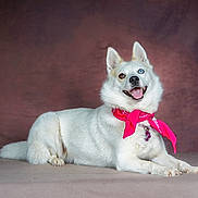 Neige participe au concours pour gagner de l'argent avec cette photo : animal, background, bandana, blue_eye, brown_eye, canine, close_up, dog, ears_up, fur, happy, heterochromia, indoor, lying_down, pet, pink_bandana, portrait, smiling, studio, white_dog