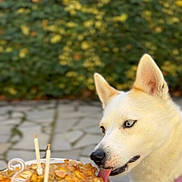 Neige participe au concours pour gagner de l'argent avec cette photo : animal, birthday_cake, candles, canine, celebration, close_up, cute, dog, ears, focus, fur, greenery, licking, number_2, outdoor, pet, plate, stone_pavement, tongue, white_dog