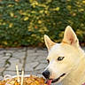 animal, birthday_cake, candles, canine, celebration, close_up, cute, dog, ears, focus, fur, greenery, licking, number_2, outdoor, pet, plate, stone_pavement, tongue, white_dog