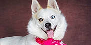Neige a rejoint le concours — aidez-le/la à gagner de superbes lots ! animal, bandana, blue_eye, brown_eye, canine, close_up, cute, dog, ears, fluffy, fur, happy, heterochromia, pet, pink_bandana, portrait, smiling, studio_shot, tongue_out, white_dog