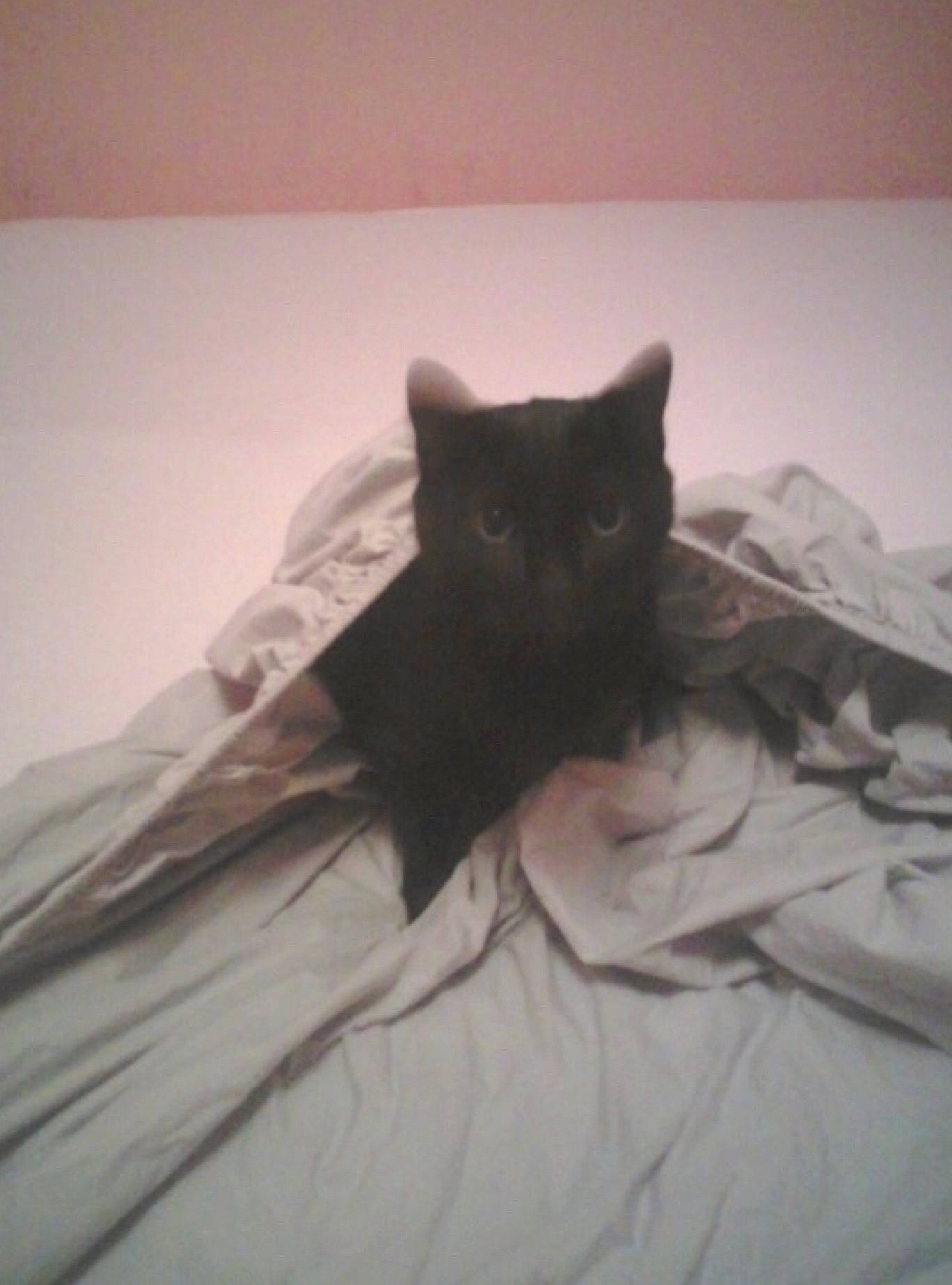 Angel joined the competition — help win amazing prizes! bed, bed_sheet, bedding, black_cat, bombay, carnivore, cat, comfort, domestic_short_haired_cat, felidae, fur, grey, hardwood, linens, room, small_to_medium_sized_cats, snout, tail, tints_and_shades, whiskers