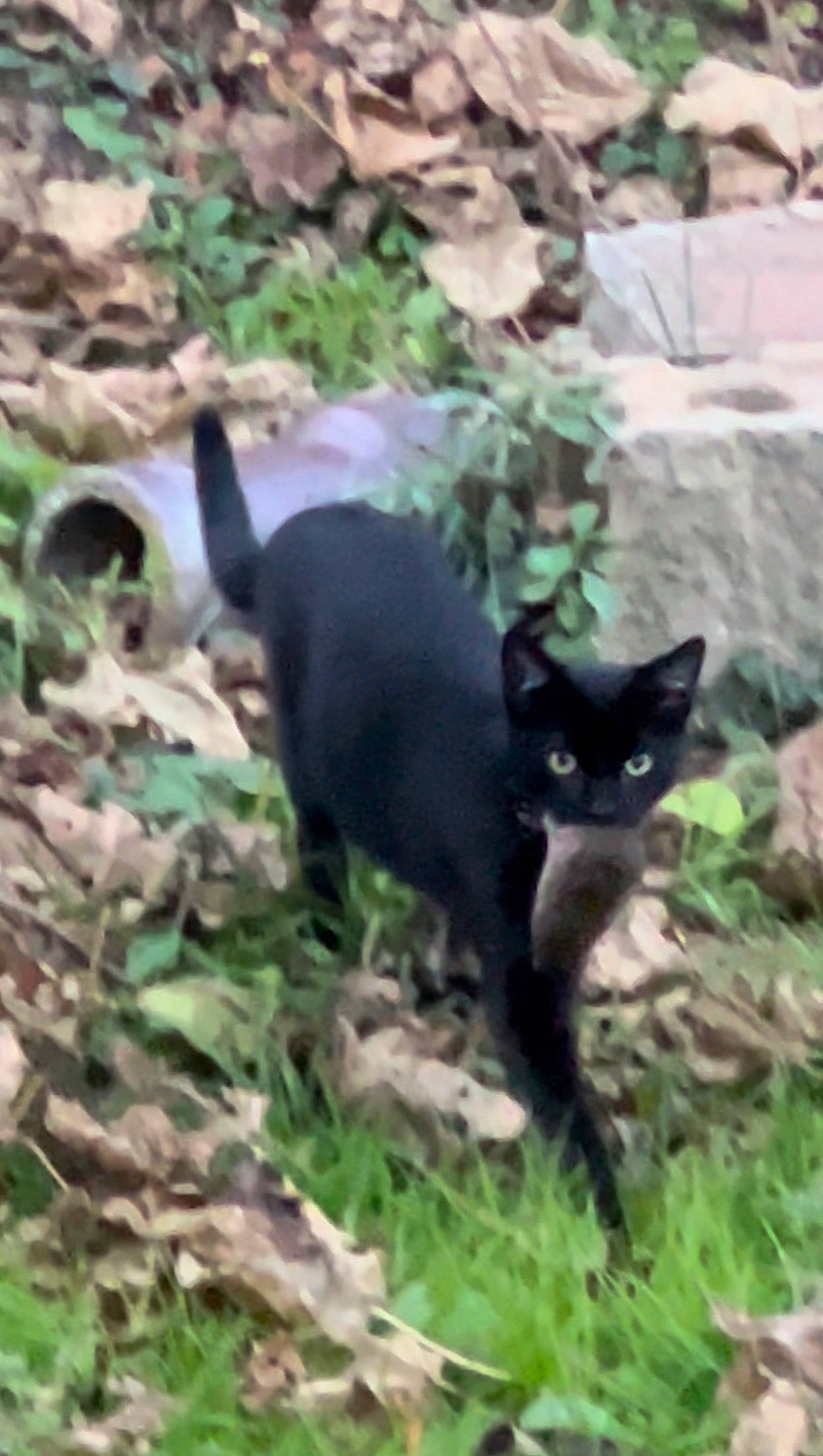 Maverick joined the competition — help win amazing prizes! black_cat, bombay, carnivore, cat, domestic_short_haired_cat, felidae, fur, grass, groundcover, herbaceous_plant, mammal, plant, small_to_medium_sized_cats, snout, soil, tail, terrestrial_animal, tree, vertebrate, whiskers