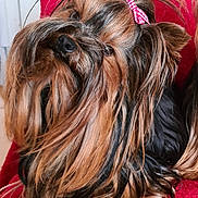 Oliver participe au concours pour gagner de l'argent avec cette photo : affenpinscher, animal, canine, cockerspaniel, couch, cushion, dog, furniture, hair, homedecor, person, pet, puppy, sleeping, terrier