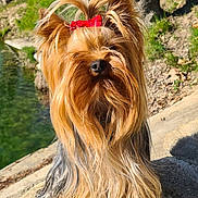 Tom participe au concours pour gagner de l'argent avec cette photo : dog, yorkshire_terrier, red_bow, long_hair, outdoor, sunlight, stone_surface, grass, trees, water, pet, canine, animal, fur, small_dog, nature, daylight, portrait, cute, companion