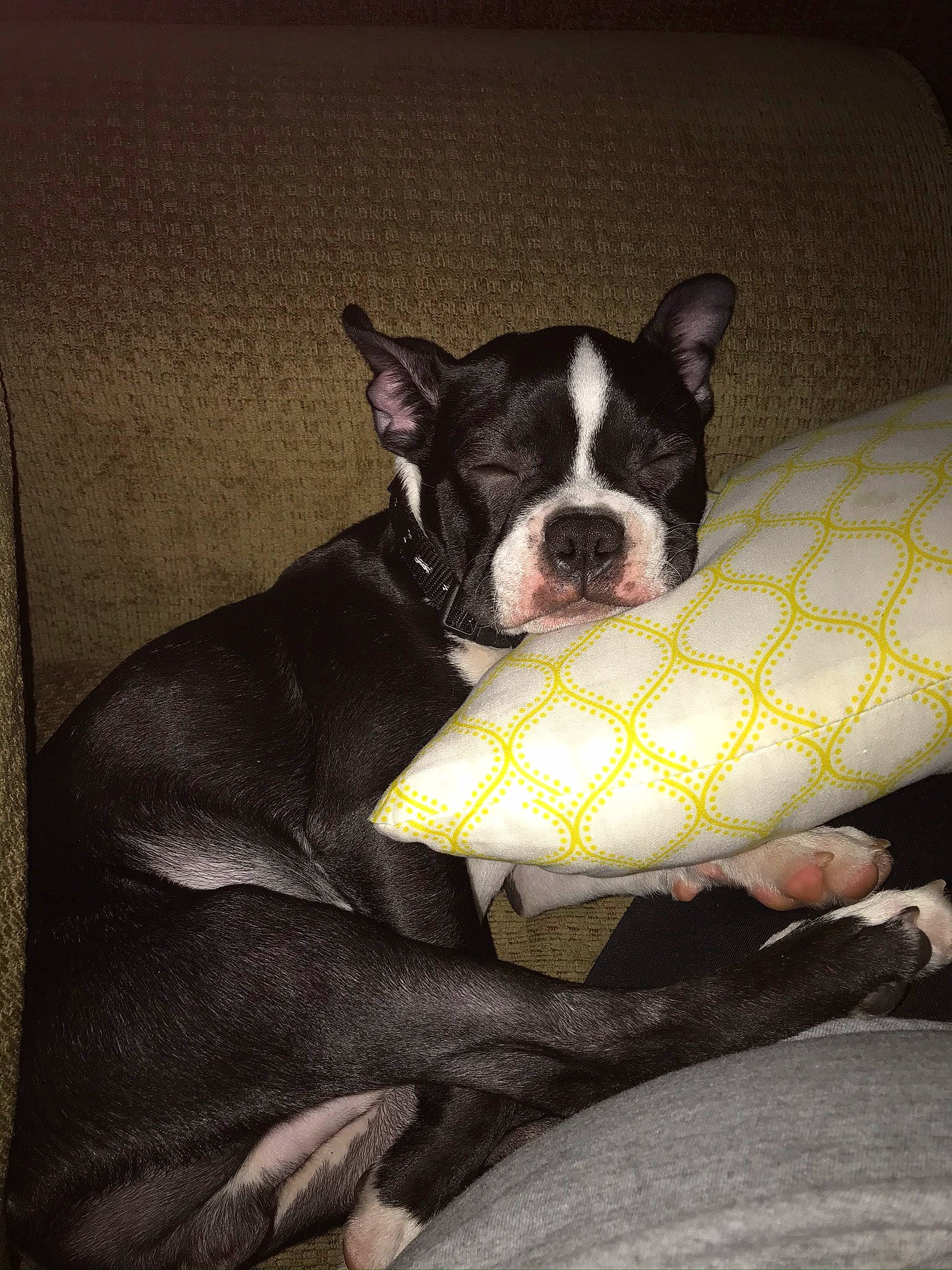Chubby joined the competition — help win amazing prizes! american_staffordshire_terrier, boston_terrier, canidae, carnivore, companion_dog, dog, dog_breed, fawn, french_bulldog, mammal, non_sporting_group, snout, vertebrate, whiskers