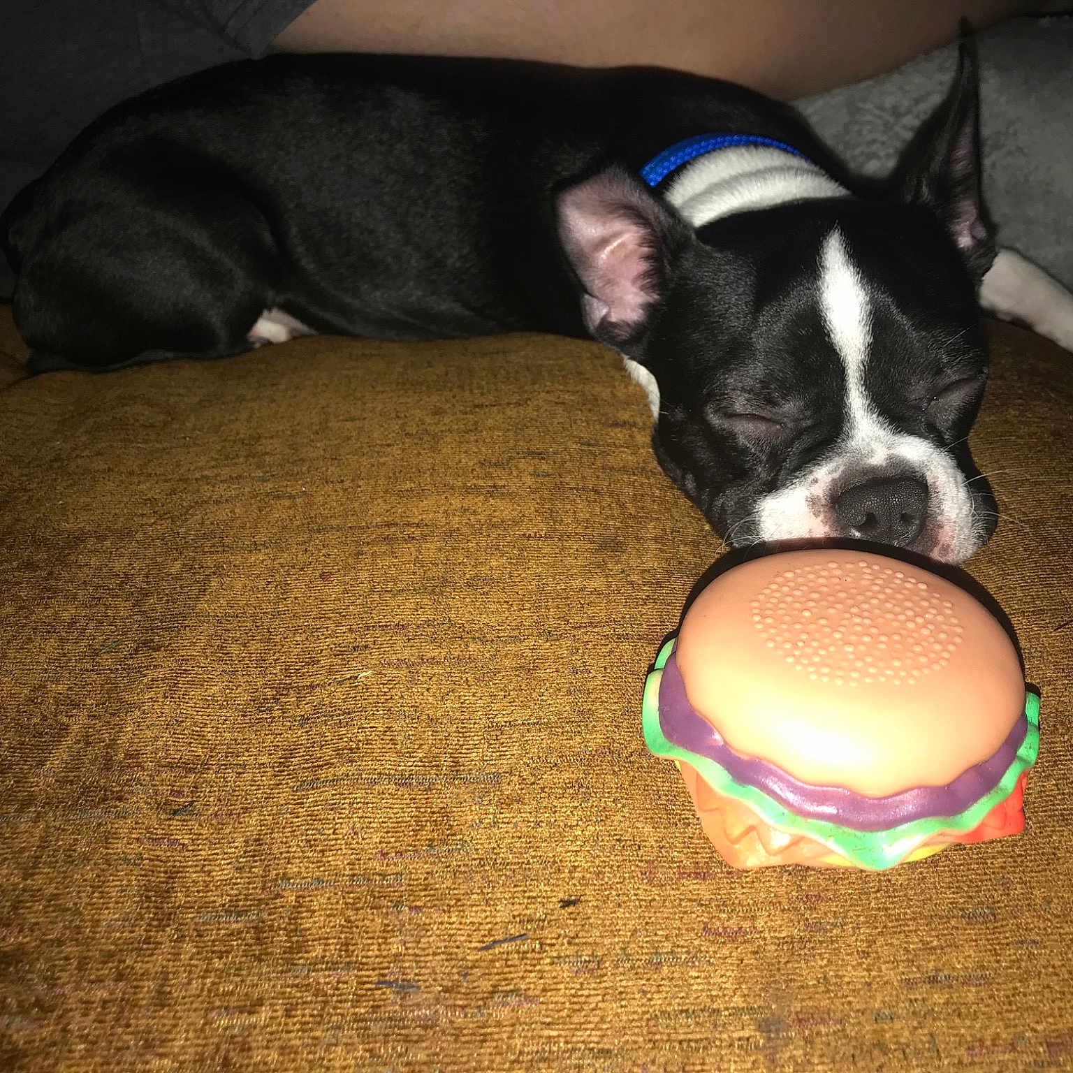 Chubby is registered to the contest to win money with this photo: boston_terrier, canidae, carnivore, companion_dog, dog, dog_breed, dog_toy, fawn, french_bulldog, mammal, non_sporting_group, puppy, puppy_love, snout