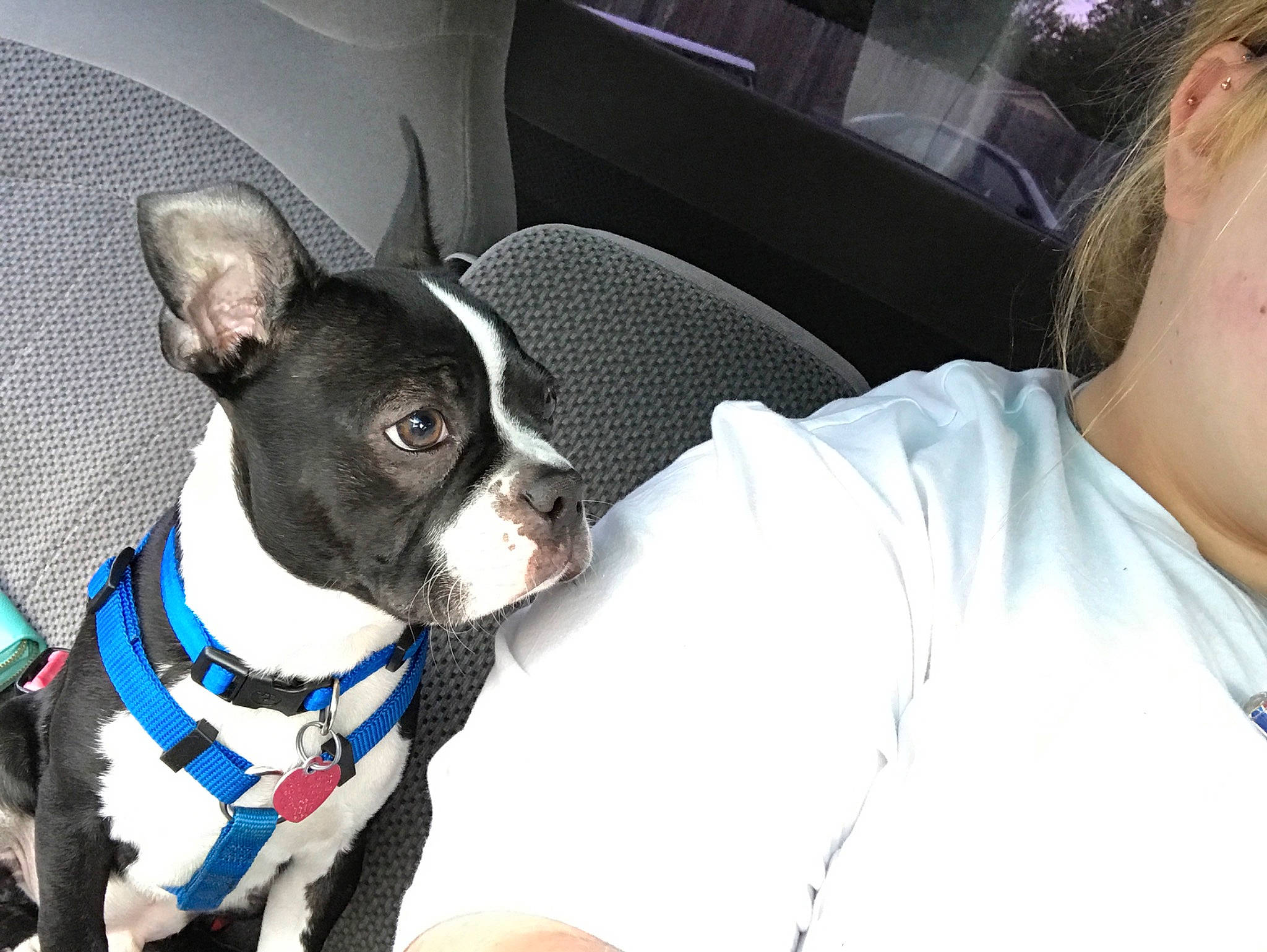 Chubby joined the competition — help win amazing prizes! boston_terrier, canidae, carnivore, companion_dog, dog, dog_breed, dog_collar, ear, fawn, french_bulldog, mammal, non_sporting_group, photography, puppy, puppy_love, snout, vertebrate