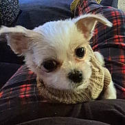 Cocco is registered to the contest to win money with this photo: animal, black_nose, casual, close_up, comfort, cozy, cute, dog, ears, furry, indoor, knitted_sweater, legs, looking_up, person, pet, plaid_pajamas, puppy, resting, small_dog