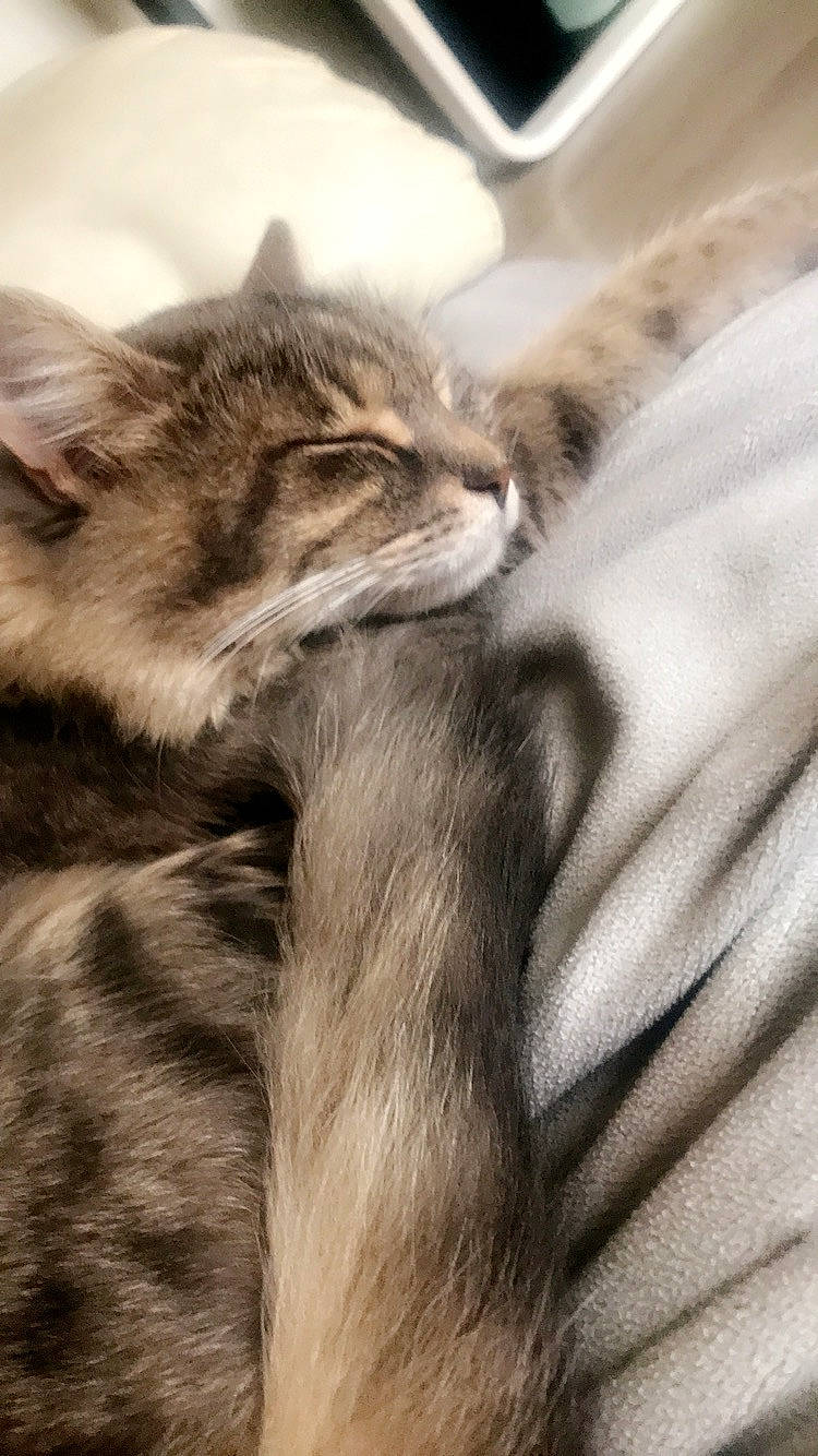 Ozzie participe au concours pour gagner de l'argent avec cette photo : american_shorthair, asian, carnivore, cat, domestic_short_haired_cat, dragon_li, european_shorthair, felidae, fur, kitten, norwegian_forest_cat, pixie_bob, siberian, small_to_medium_sized_cats, tabby_cat, whiskers