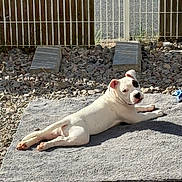 Asko a rejoint le concours — aidez-le/la à gagner de superbes lots ! animal, backyard, black_spot, blue_toy, dog, fence, gravel, lying_down, mat, metal_bars, outdoor, pet, portrait, puppy, relaxed, rocks, shadow, sunlight, white_dog, wood
