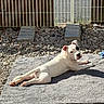 animal, backyard, black_spot, blue_toy, dog, fence, gravel, lying_down, mat, metal_bars, outdoor, pet, portrait, puppy, relaxed, rocks, shadow, sunlight, white_dog, wood