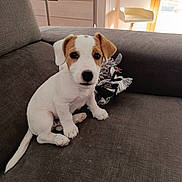 Milo a rejoint le concours — aidez-le/la à gagner de superbes lots ! puppy, dog, white_fur, brown_patches, couch, indoor, toy, pet, cute, small_dog, sitting, looking, cozy, natural_light, furniture, domestic, young_dog, animal, companion, home