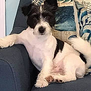 Jack Guzman joined the competition — help win amazing prizes! dog, black_and_white, couch, indoor, pet, relaxed, fur, paw, tail, decorative_pillow, home, animal, companion, seated, cute, furry, domestic, resting, living_room, friendly
