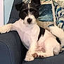 dog, black_and_white, couch, indoor, pet, relaxed, fur, paw, tail, decorative_pillow, home, animal, companion, seated, cute, furry, domestic, resting, living_room, friendly