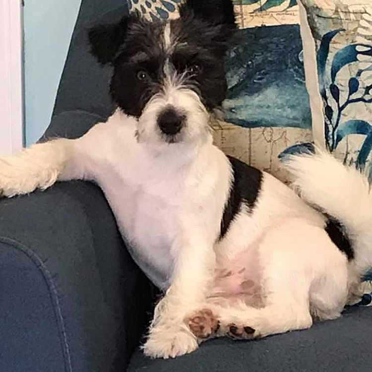 Jack Guzman joined the competition — help win amazing prizes! animal, black_and_white, companion, couch, cute, decorative_pillow, dog, domestic, friendly, fur, furry, home, indoor, living_room, paw, pet, relaxed, resting, seated, tail