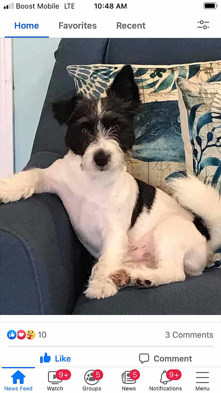 Jack Guzman joined the competition — help win amazing prizes! dog, black_and_white, couch, indoor, pet, relaxed, fur, paw, tail, decorative_pillow, home, animal, companion, seated, cute, furry, domestic, resting, living_room, friendly