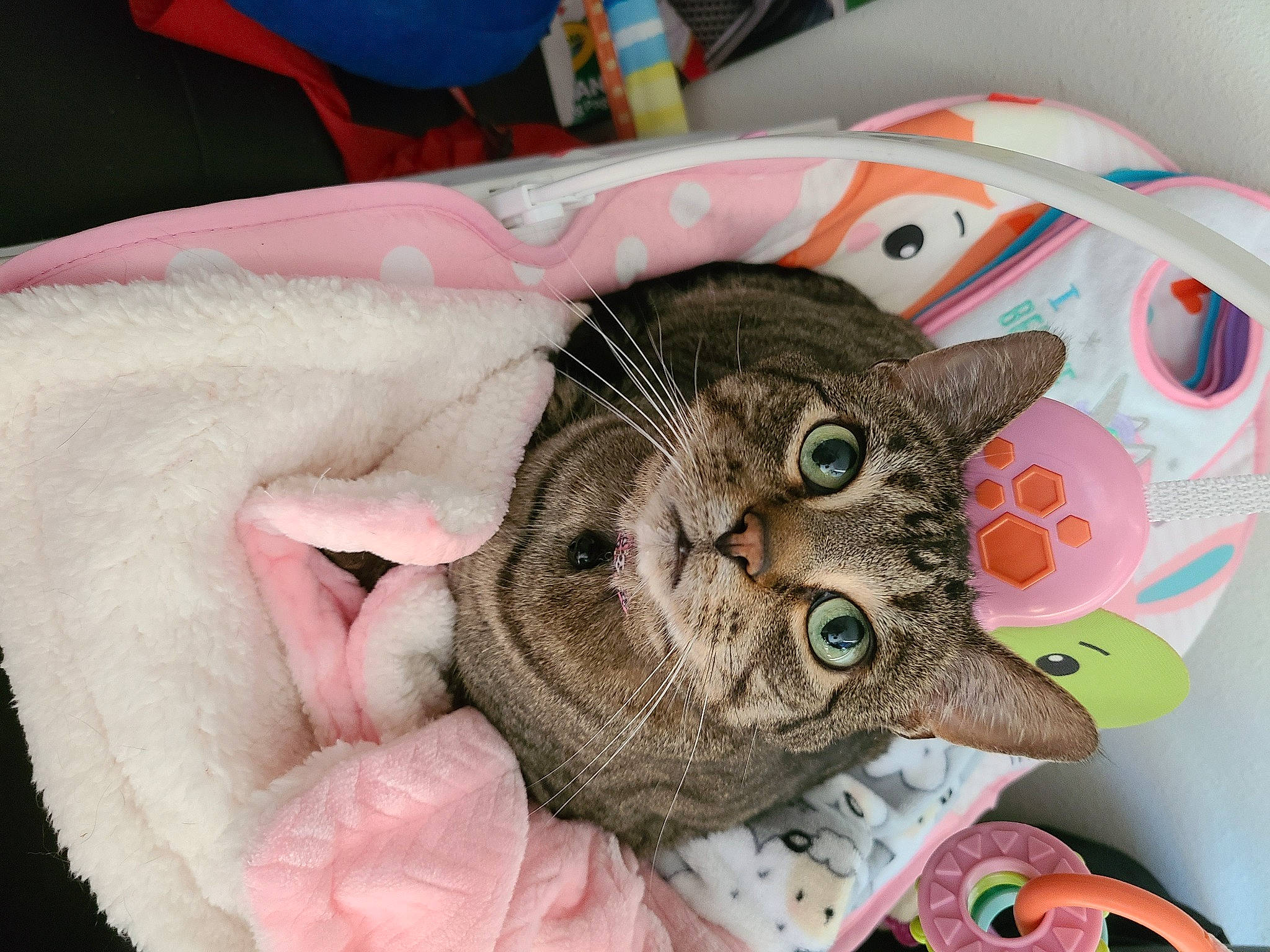 Dopey is registered to the contest to win money with this photo: carnivore, cat, cat_bed, claw, comfort, domestic_short_haired_cat, ear, fashion_accessory, felidae, fur, paw, plant, small_to_medium_sized_cats, snout, whiskers