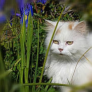 Uxiane a rejoint le concours — aidez-le/la à gagner de superbes lots ! cat, fluffy, white_cat, greenery, grass, flowers, purple_flowers, outdoor, nature, pet, animal, fur, eyes, serious_expression, closeup, garden, plants, wildlife, sunlight, portrait